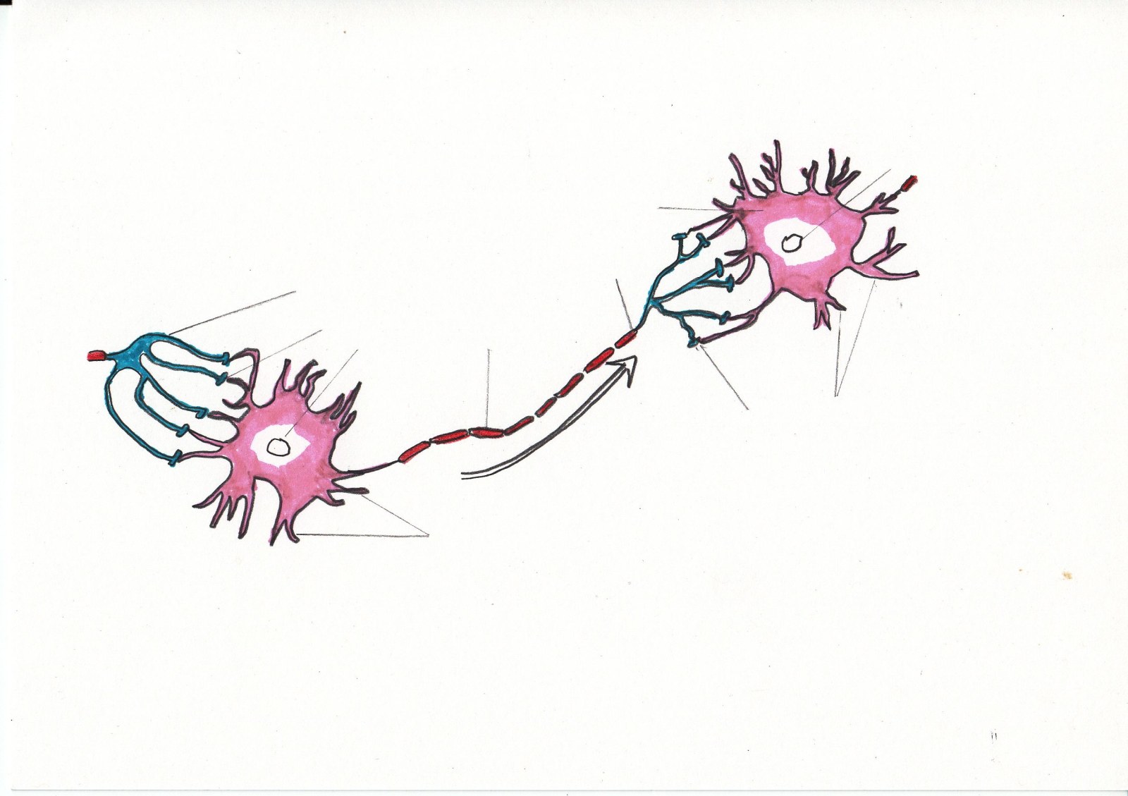생명과 운동3-시냅스