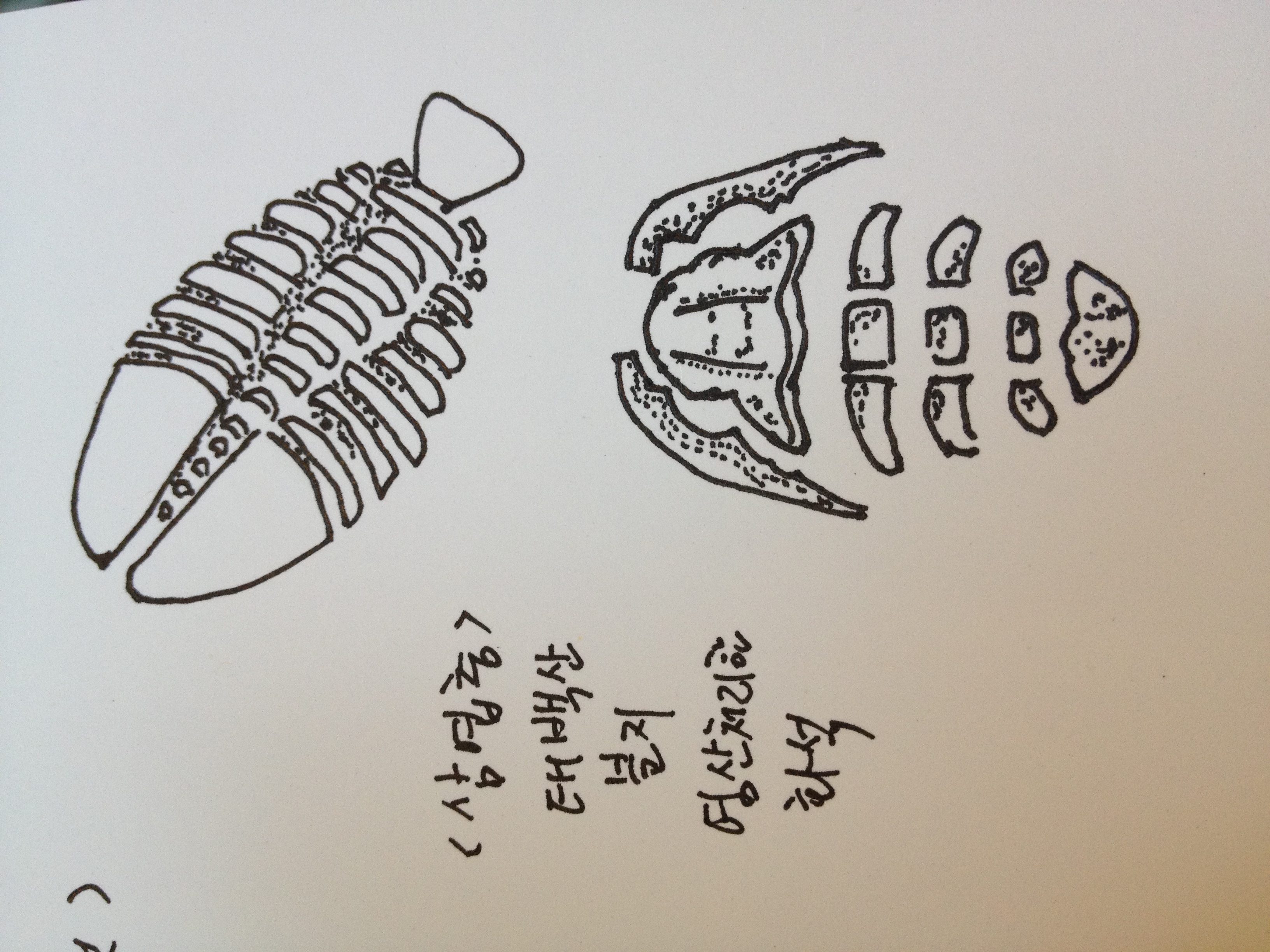 trilobite a Korean